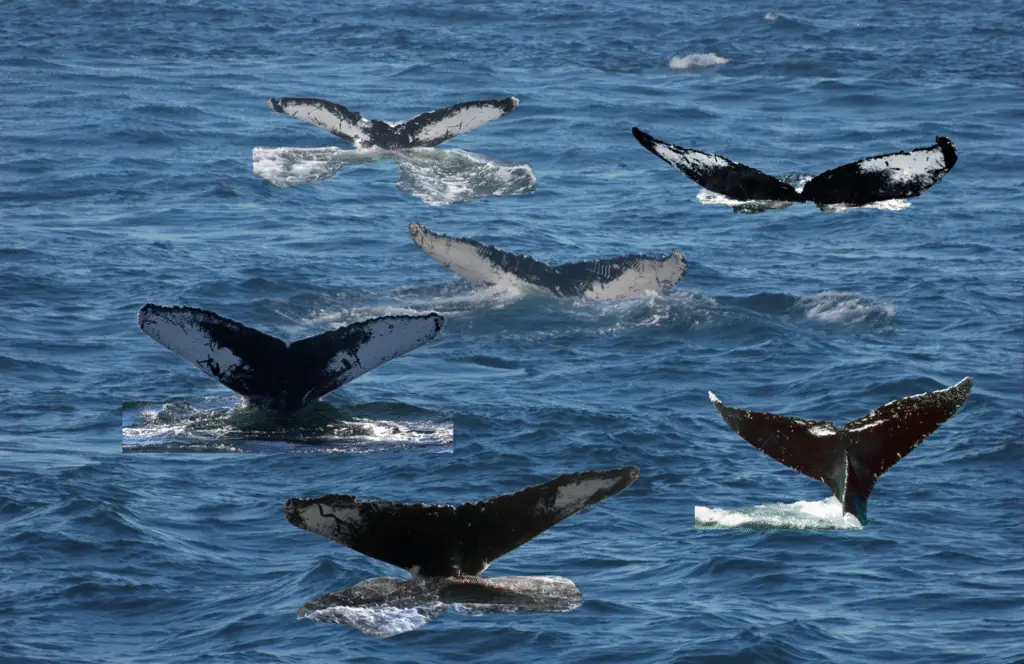 we are many tails 1680