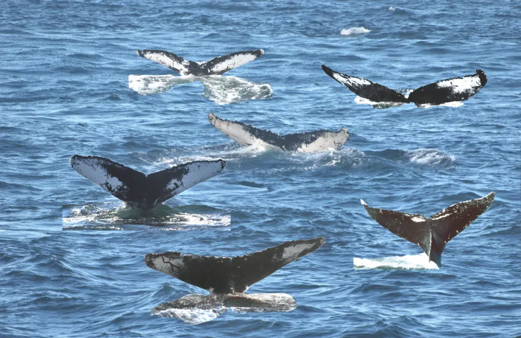 we are many tails 1680 enhanced
