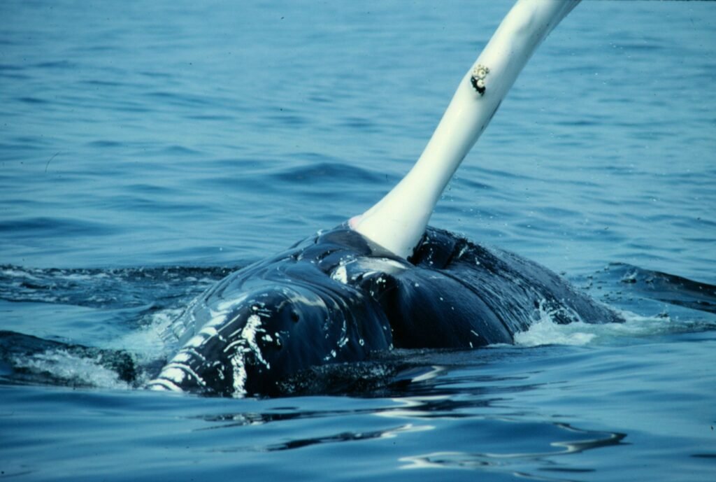 sockeye flipper a (3)